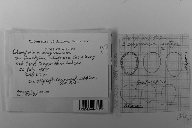 Coleosporium arizonicum image