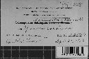Coleosporium ipomoeae image