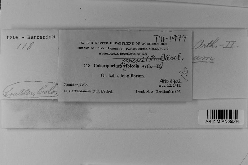 Coleosporium jonesii image