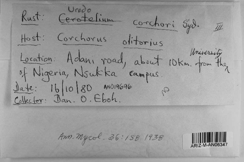 Uredo corchori image