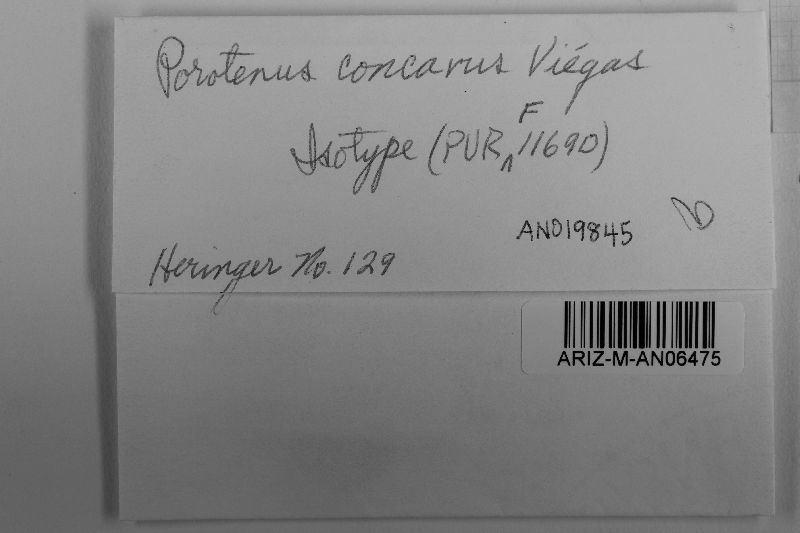 Porotenus concavus image