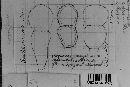 Tranzschelia pulsatillae image