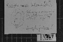 Uropyxis amorphae image
