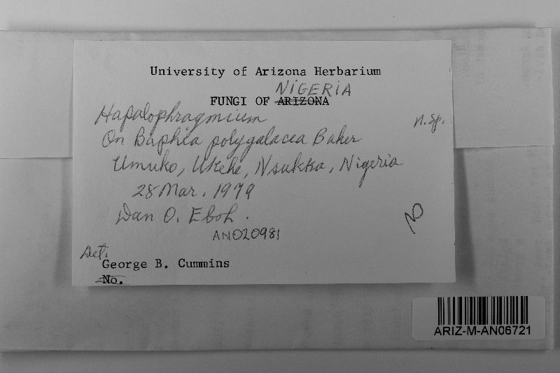 Hapalophragmium image