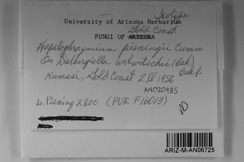 Hapalophragmium pieningii image