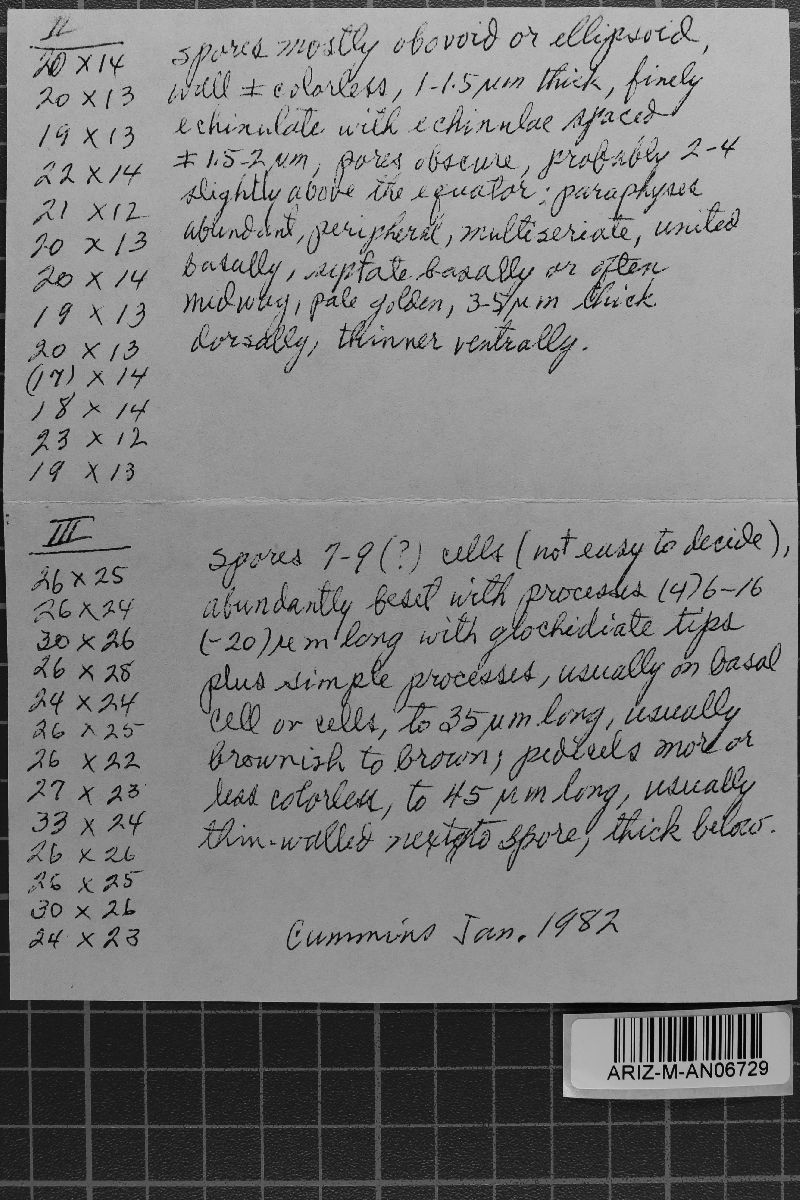 Sphaerophragmium longicorne image