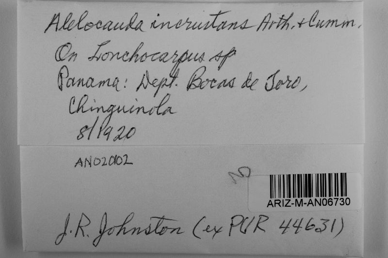 Atelocauda incrustans image