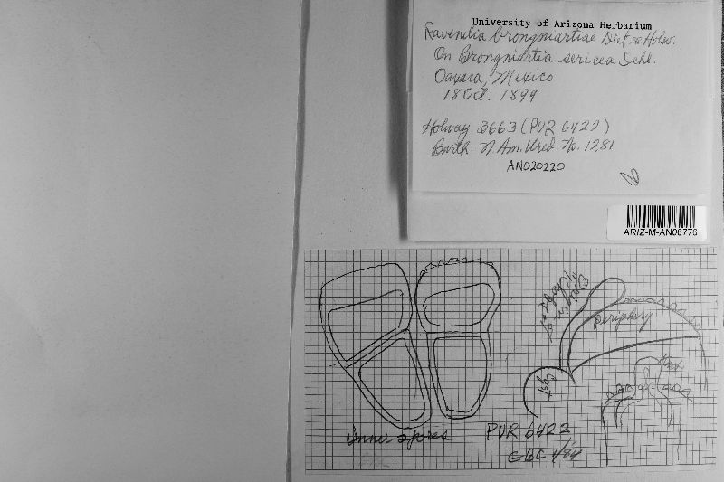 Ravenelia brongniartiae image