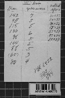 Ravenelia brongniartiae image