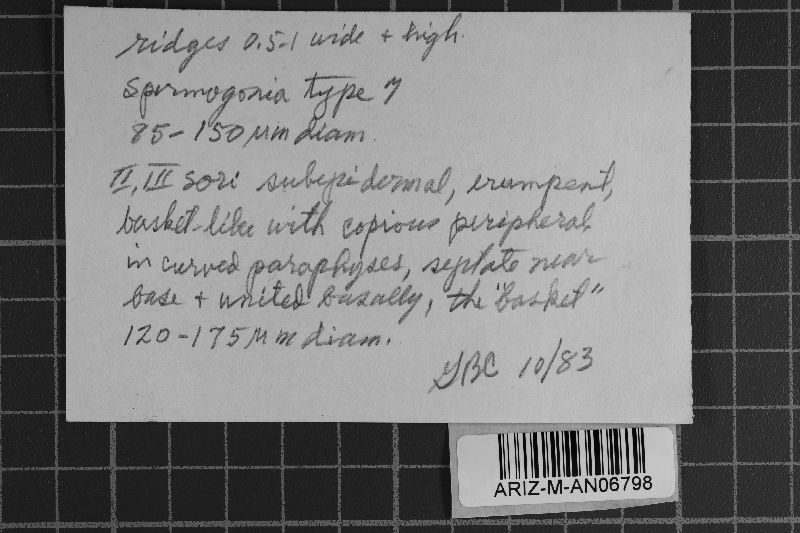 Ravenelia corbuloides image