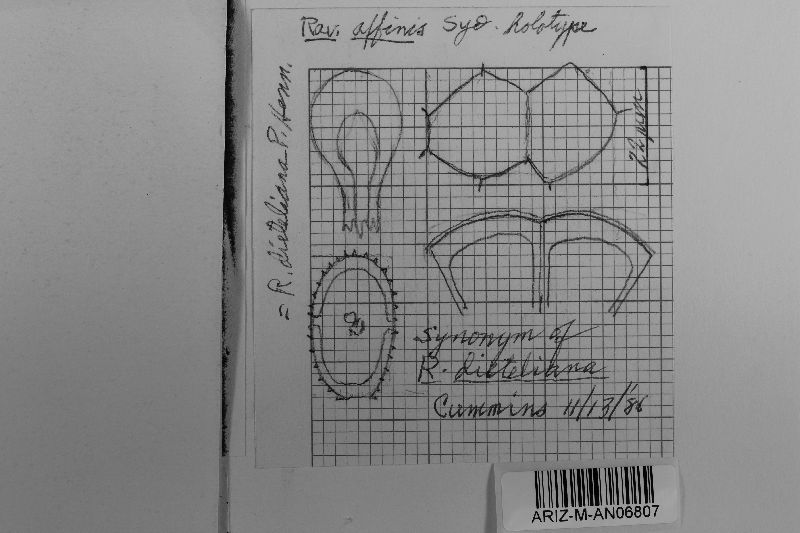 Ravenelia affinis image