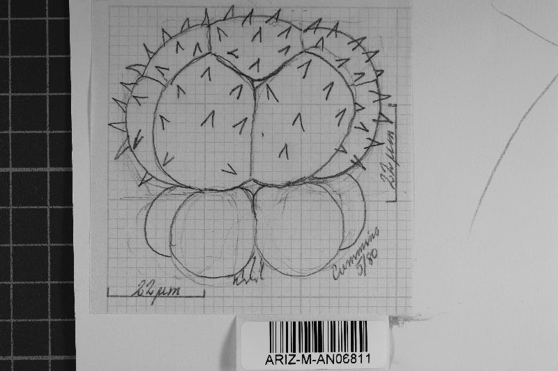 Ravenelia echinata image