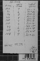 Ravenelia geminipora image