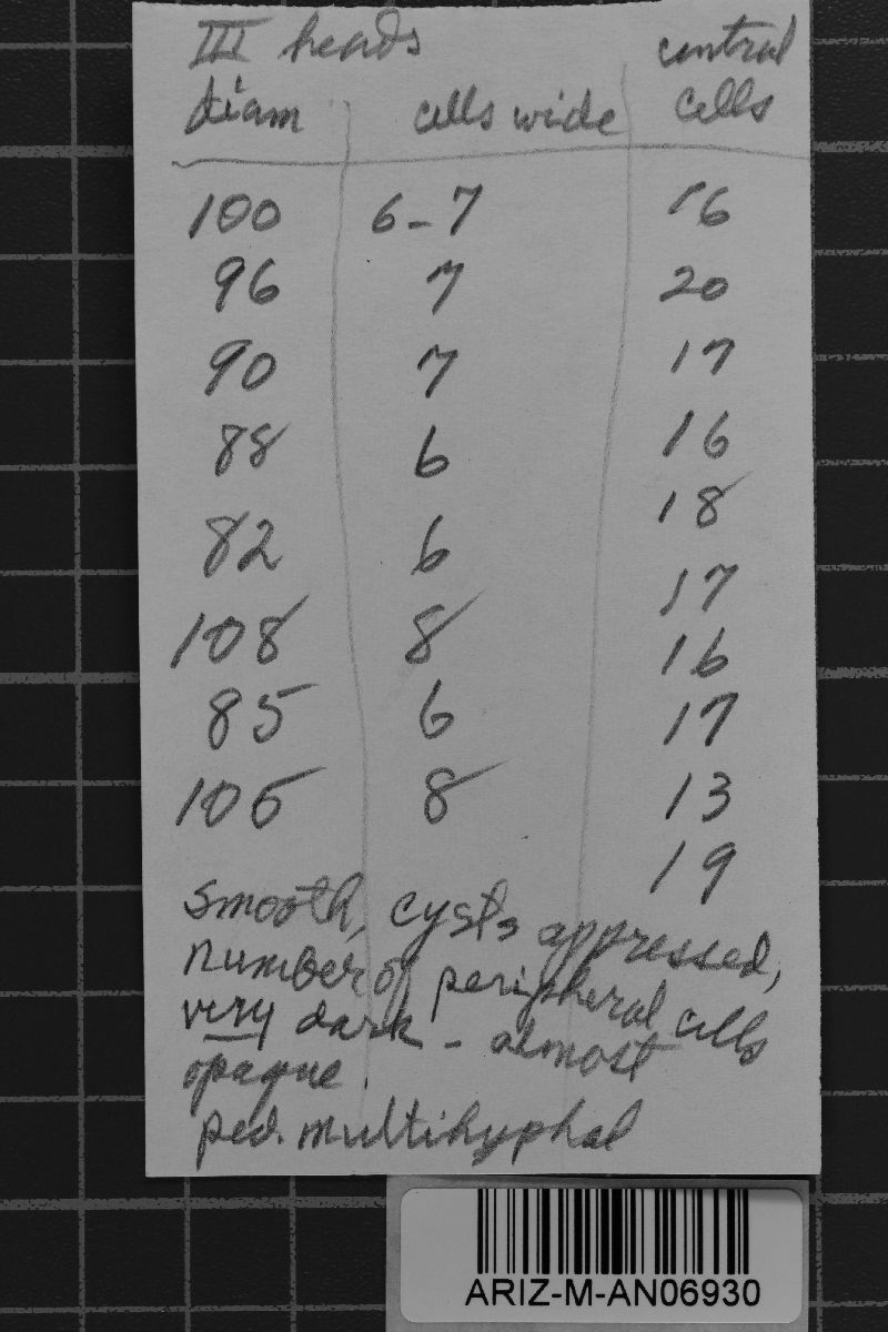 Ravenelia geminipora image