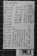 Ravenelia geminipora image