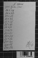 Ravenelia geminipora image