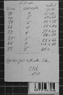 Ravenelia oligotheles image