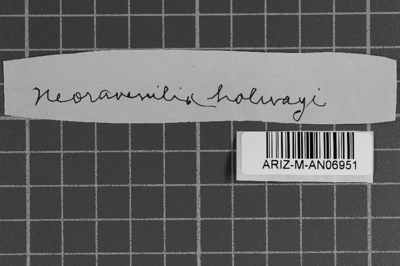 Ravenelia holwayi image