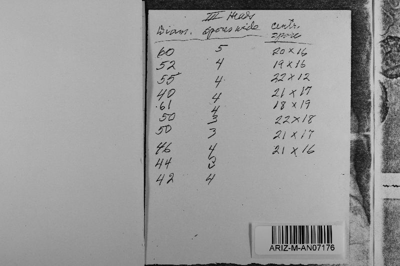 Ravenelia simplex image