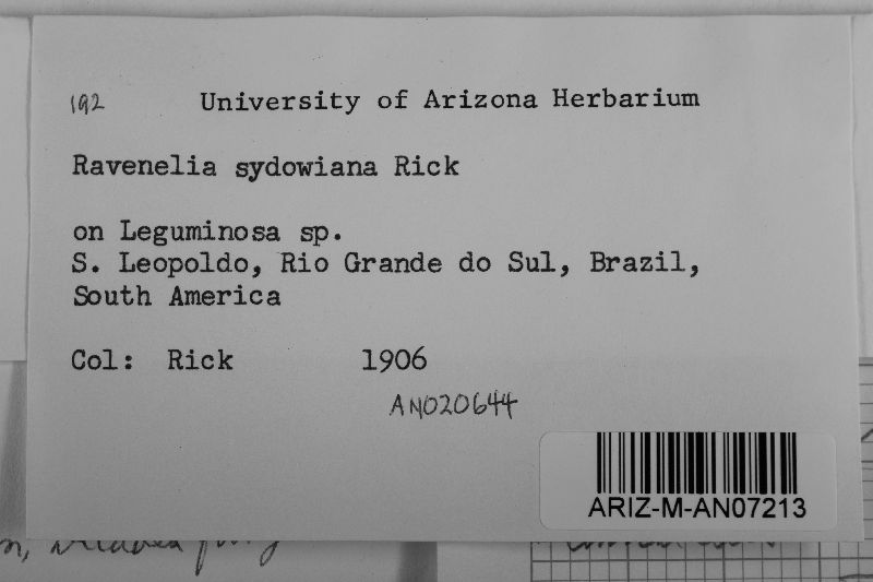 Ravenelia sydowiana image