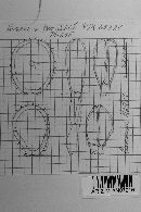 Sphenospora smilacina image