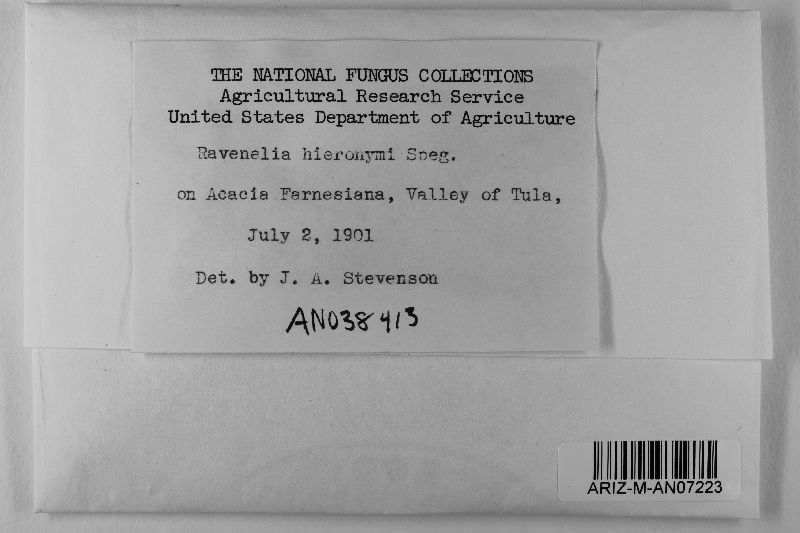 Ravenelia hieronymi image