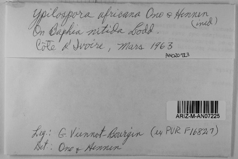 Ypsilospora africana image