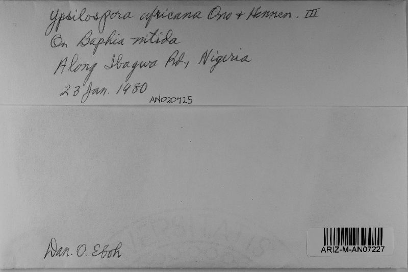 Ypsilospora africana image