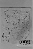 Ravenelia talpa image