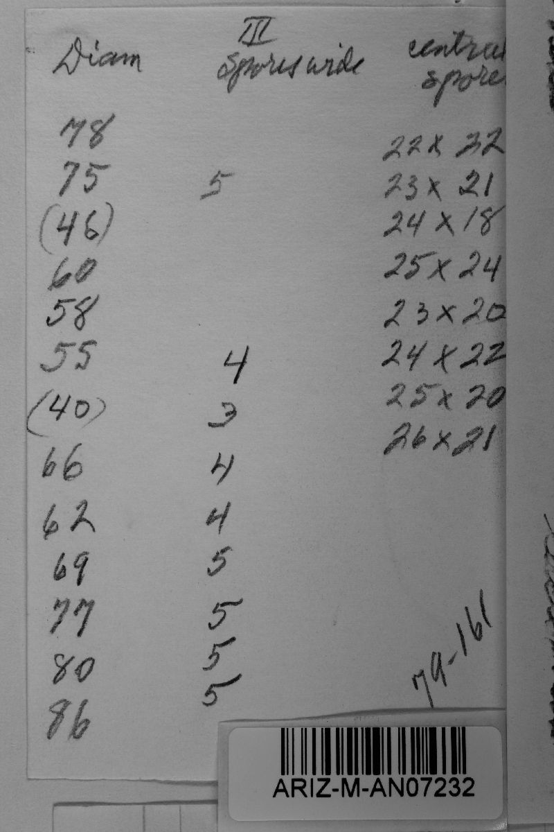 Ravenelia tessellata image