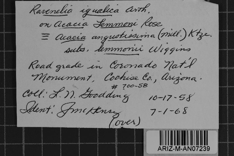 Ravenelia igualica image