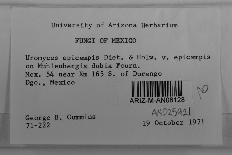 Uromyces epicampis image