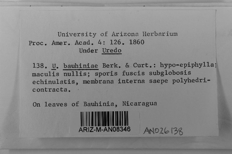 Uredo bauhiniae image