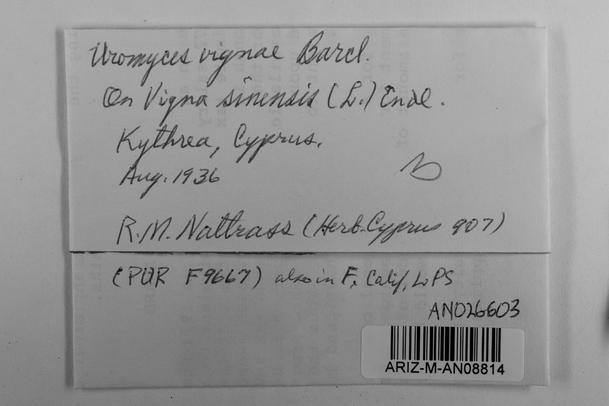 Uromyces vignae