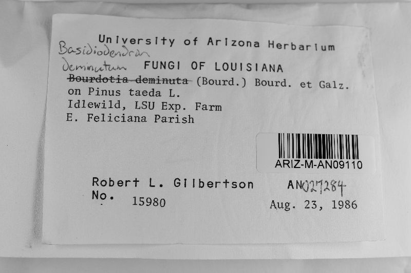 Basidiodendron deminutum image