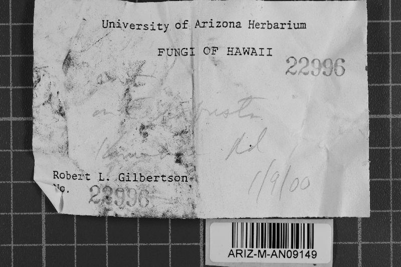 Basidiodendron eyrei image