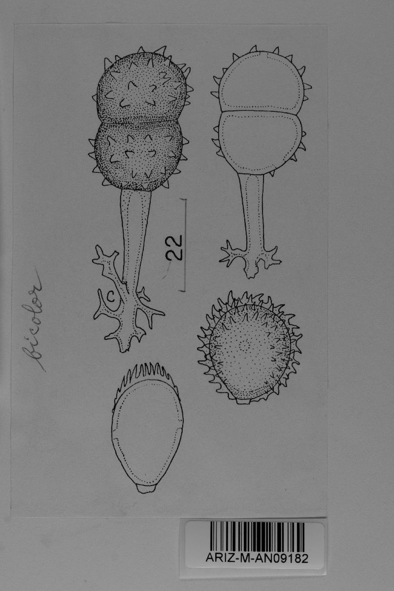 Prospodium bicolor image