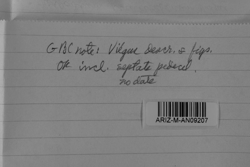 Prospodium piracicabanum image