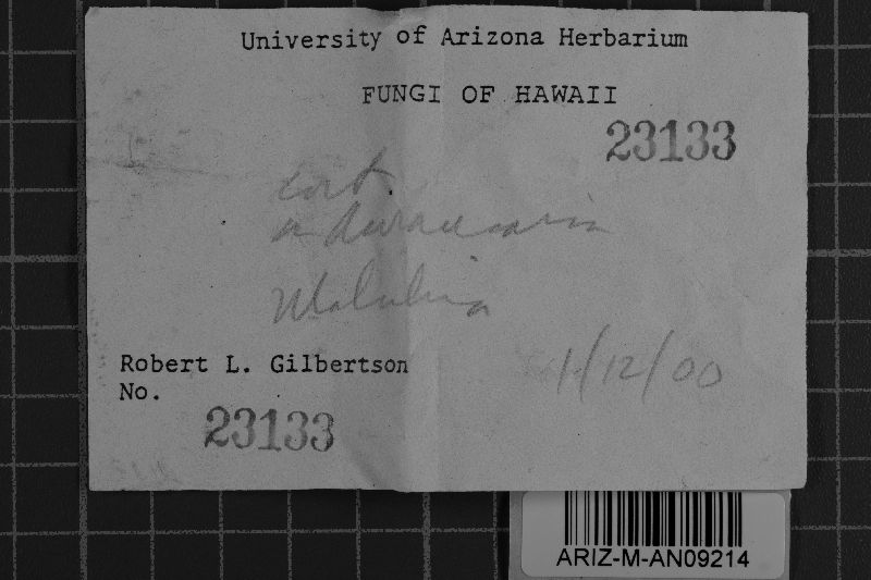 Bourdotia kipukaensis image