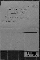 Calocera cornea image