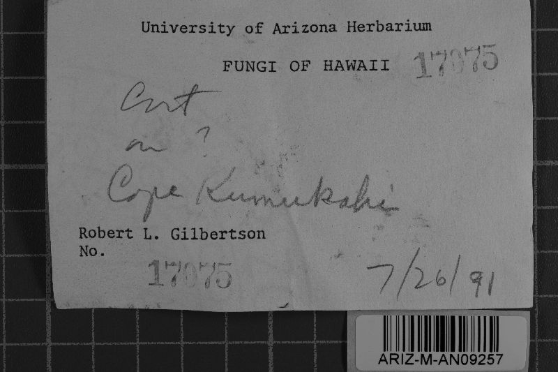 Sebacina aspera image