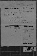 Dacrymyces stillatus image