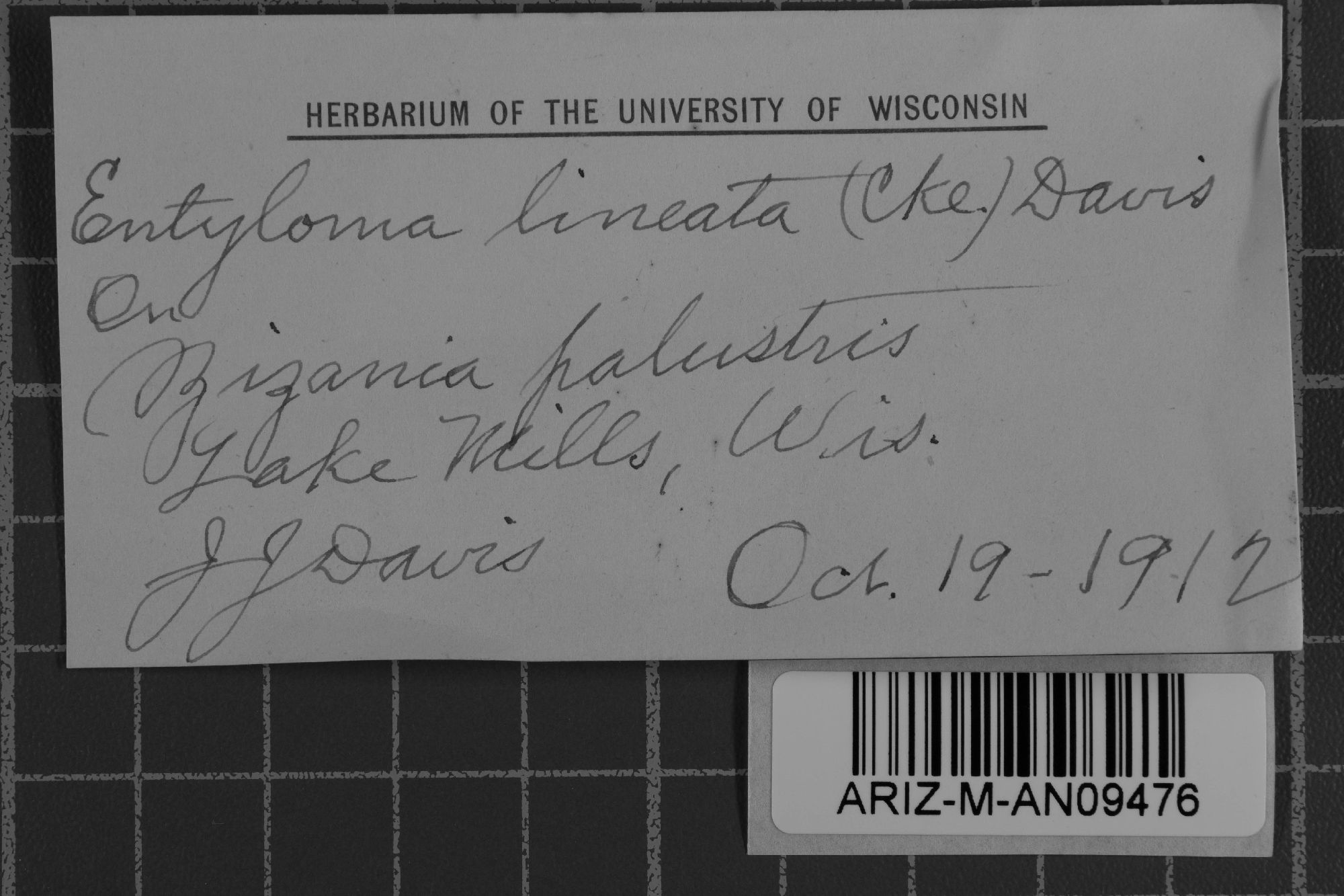 Eballistra lineata thumbnail