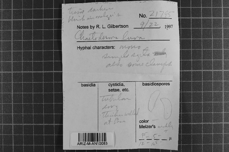 Chaetoderma luna image