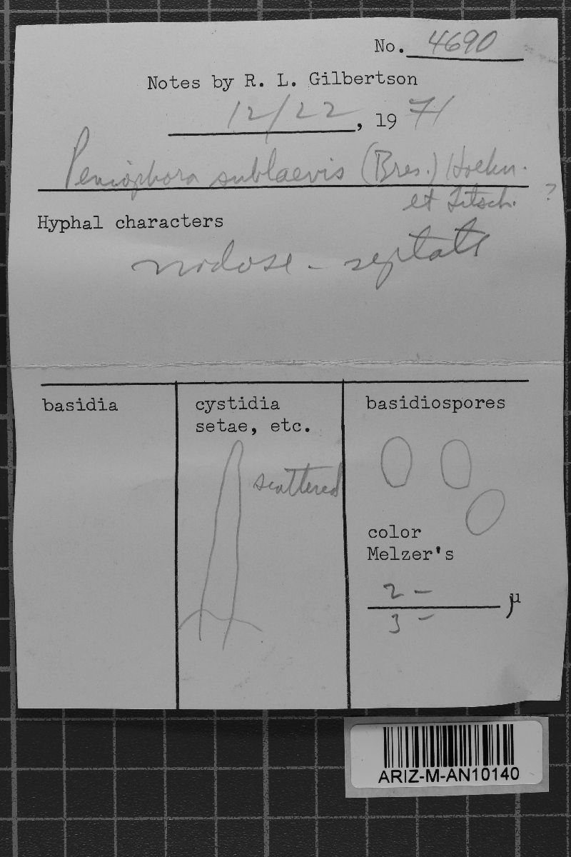 Ceraceomyces sublaevis image