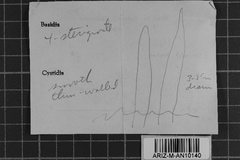 Ceraceomyces sublaevis image