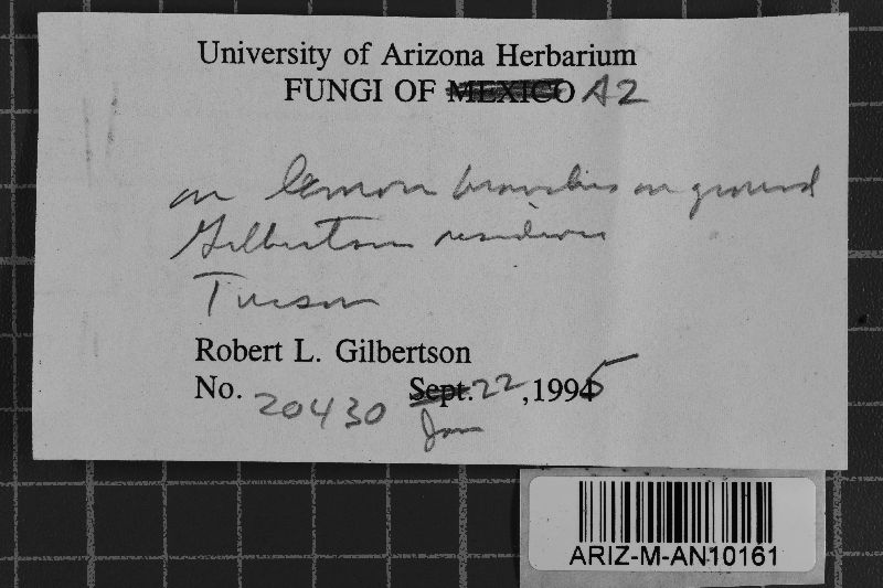 Ceraceomyces tessulatus image