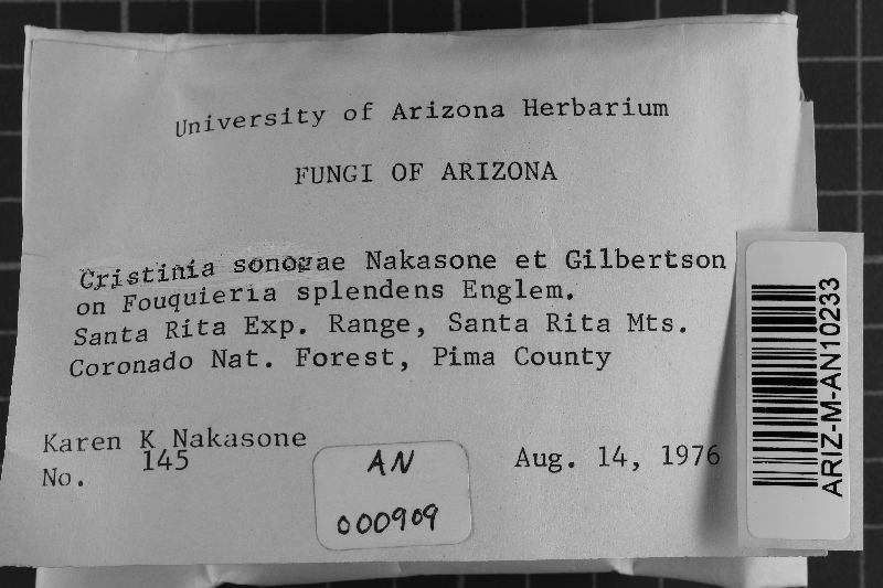 Cristinia sonorae image