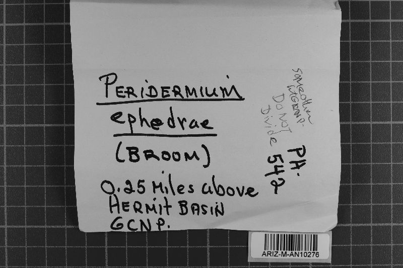 Peridermium ephedrae image