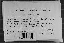Crustoderma dryinum image